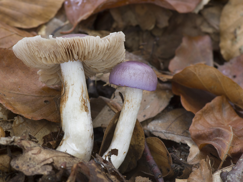 Cortinarius croceocaeruleus